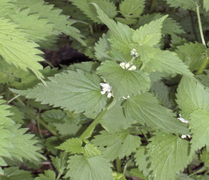 Menta si lamaie balsam - la fel