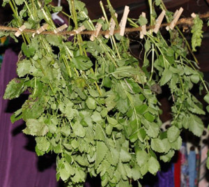Mint este totul despre proprietățile și contraindicații medicinale (menta) Menta este totul despre proprietățile medicinale și contraindicațiile