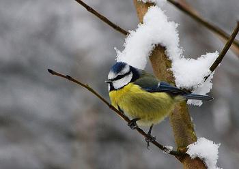 Bird uitam iarna si toamna