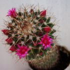 Folk Omens ce infloreste cactus