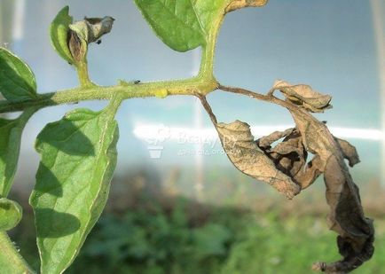 remedii populare pentru manei de tomate decât tomate de proces, cum să lupte împotriva drogurilor