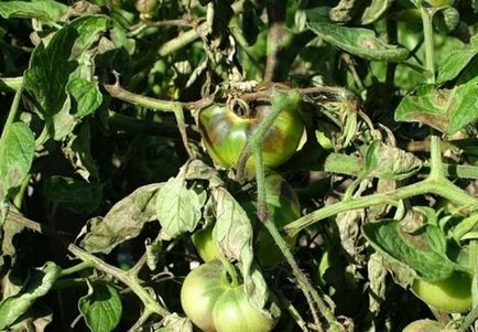 remedii populare pentru manei de tomate decât tomate de proces, cum să lupte împotriva drogurilor