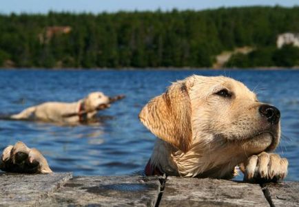 Învățați câinele să înoate este sfaturi practice nu este dificil