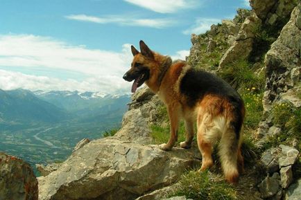 Ciobanesc german (Shepherd) Ciobănesc german