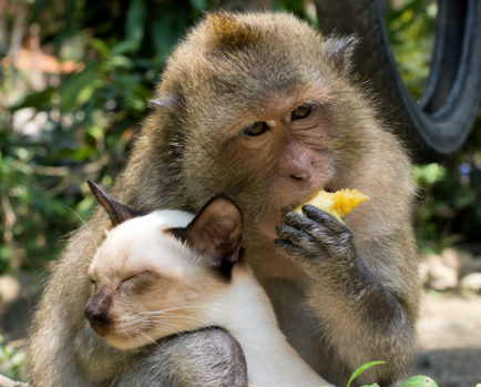 Maimuță și iepure compatibilitate în dragoste, horoscop căsătorie