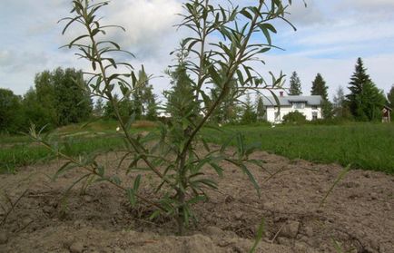 plantare de cătină și îngrijire de plante în grădină (de plantare cătină în toamna) plantare de cătină și îngrijire de plante din grădină