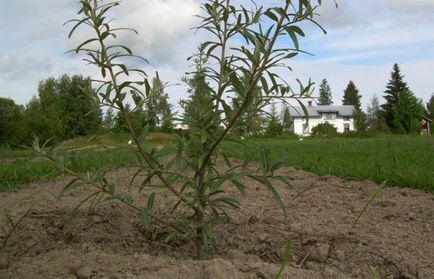 plantare de cătină și îngrijire de plante din grădină