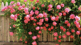 trandafiri Circumcizia pulverizare cu orientări și recomandări relevante
