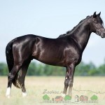 Prezentare generală cai costum de oaie, descrierea și fotografia acestuia