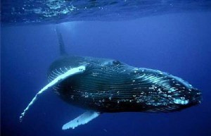 Ce balene cântând, animale de companie