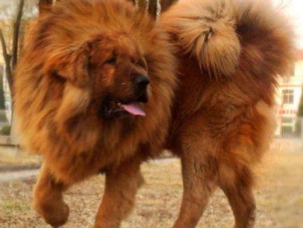 Descrierea naturii Mastiff Tibetan