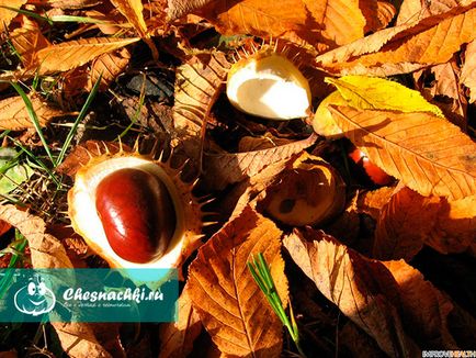 beneficii Nuts castani și a efectelor nocive ale bunatatile (nuci) beneficii Nuts castani și a efectelor nocive ale bunatatile