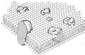 Structura de bază a peretelui celular al nucleului celulei - studopediya