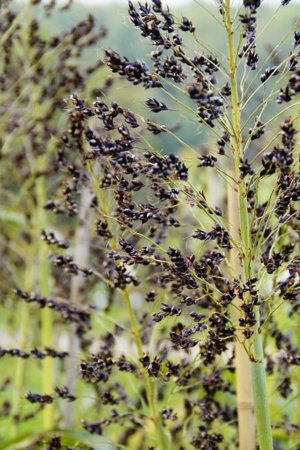 reguli de insamantare si in special ingrijirea cultivare mei