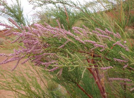 Caracteristicile de cultivare a Tamarix (tamariscul) pe site-ul