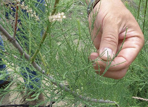 Caracteristicile de cultivare a Tamarix (tamariscul) pe site-ul
