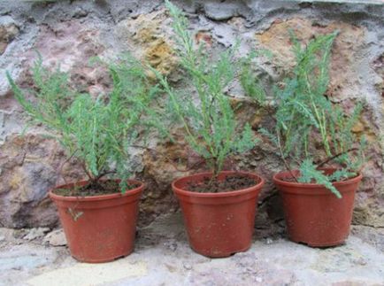 Caracteristicile de cultivare a Tamarix (tamariscul) pe site-ul