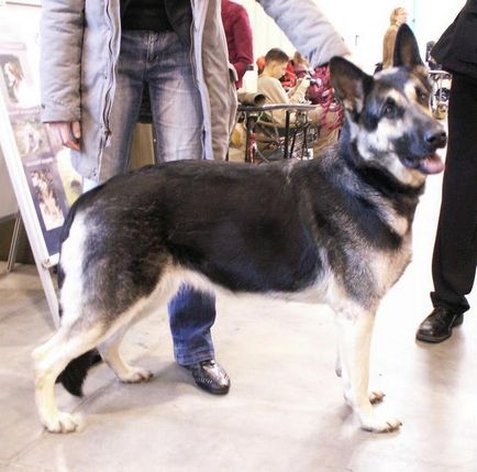 East European Shepherd Descriere rasa, trăsături de caracter