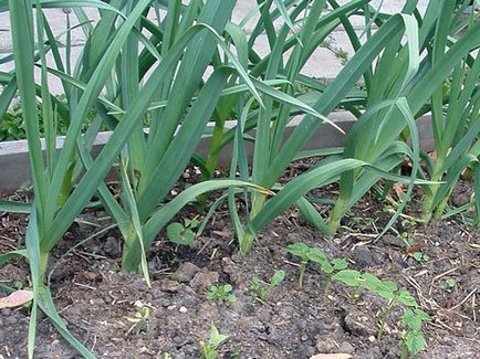 Legume usturoi - plantare și îngrijire în câmp deschis, usturoi fotografie, cultivarea de usturoi din semințe; curățenie