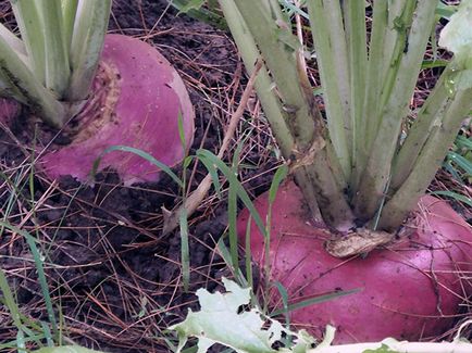 Napi vegetală - plantare și îngrijire în câmp deschis, napii foto, napii în creștere din semințe;