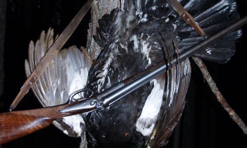 Vânătoare pentru cocoșul de lemn pe un Lek - Secretele de vânătoare cu abordarea