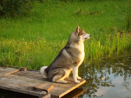Vânătoare de caractere Husky, descriere, caracteristici și specii de rasă