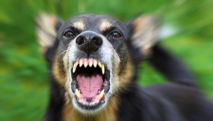 Coafor pentru animale, de ce o nunta de câine periculos pentru om
