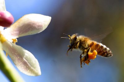 Bee - poze pentru poze copii