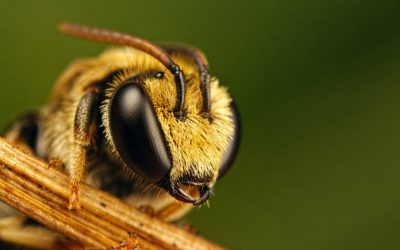 Bee - poze pentru poze copii