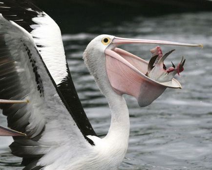 Pelican fotografie