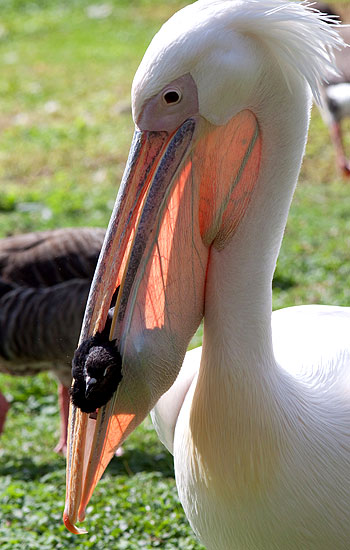 Pelicani, enciclopedie animale