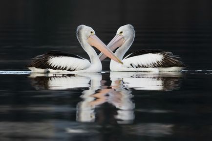 Pelicani, enciclopedie animale