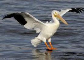 , Descrierea Pelican păsărilor și caracterizarea