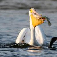 , Descrierea Pelican păsărilor și caracterizarea