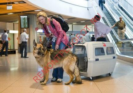 Transportul de câine în mașină - siguranța călătoriei pentru animale de companie