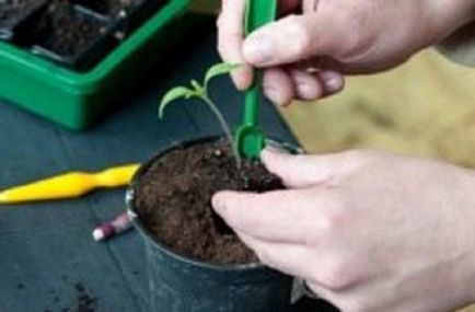 răsaduri de tomate mânuirea sabiei când sa făcut, cules de tehnologie (dieta) răsaduri de roșii atunci când mânuirea sabiei tehnologia sa făcut, cules