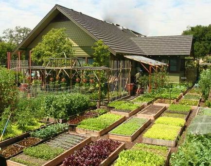 grădină Dispozitia pentru plantarea legumelor - secretele unei recolte de succes, idei de design țară și sfaturi
