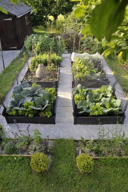 grădină Dispozitia pentru plantarea legumelor - secretele unei recolte de succes, idei de design țară și sfaturi
