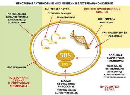 De ce antibioticele sunt lipsiți de putere împotriva virușilor, știință și viață