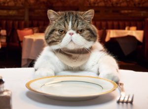 De ce o pisica mananca mult și mănâncă