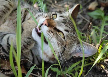 De ce pisicile se rostogolească pe sol