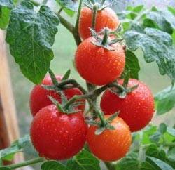 De ce nu legat tomate în seră, ce să facă, și de ce nu ovar - eteplitsa - viața mea