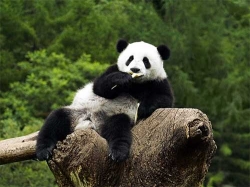 De ce panda este un simbol al Chinei (Panda) De ce panda este un simbol al Chinei