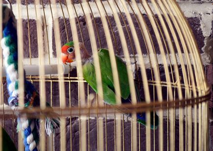 De ce grajduri papagal trebuie să știe papagali piscină
