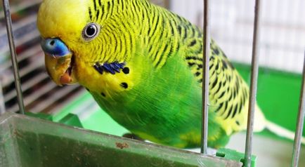 De ce papagal aruncă mult - animale din lume