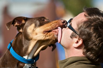 De ce câinii ling oameni toate faptele pe care trebuie să le cunoașteți