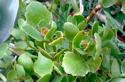 De ce galben cauzele kalanchoe și tratarea frunzelor (frunze) De ce frunzele se Cauze kalanchoe galben tratament