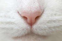 De ce este nasul pisicii este uscat și fierbinte