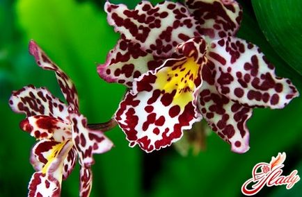De ce flori orhidee ofili elimina cauzele posibile
