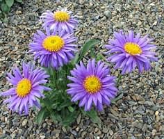 fertiliza asters